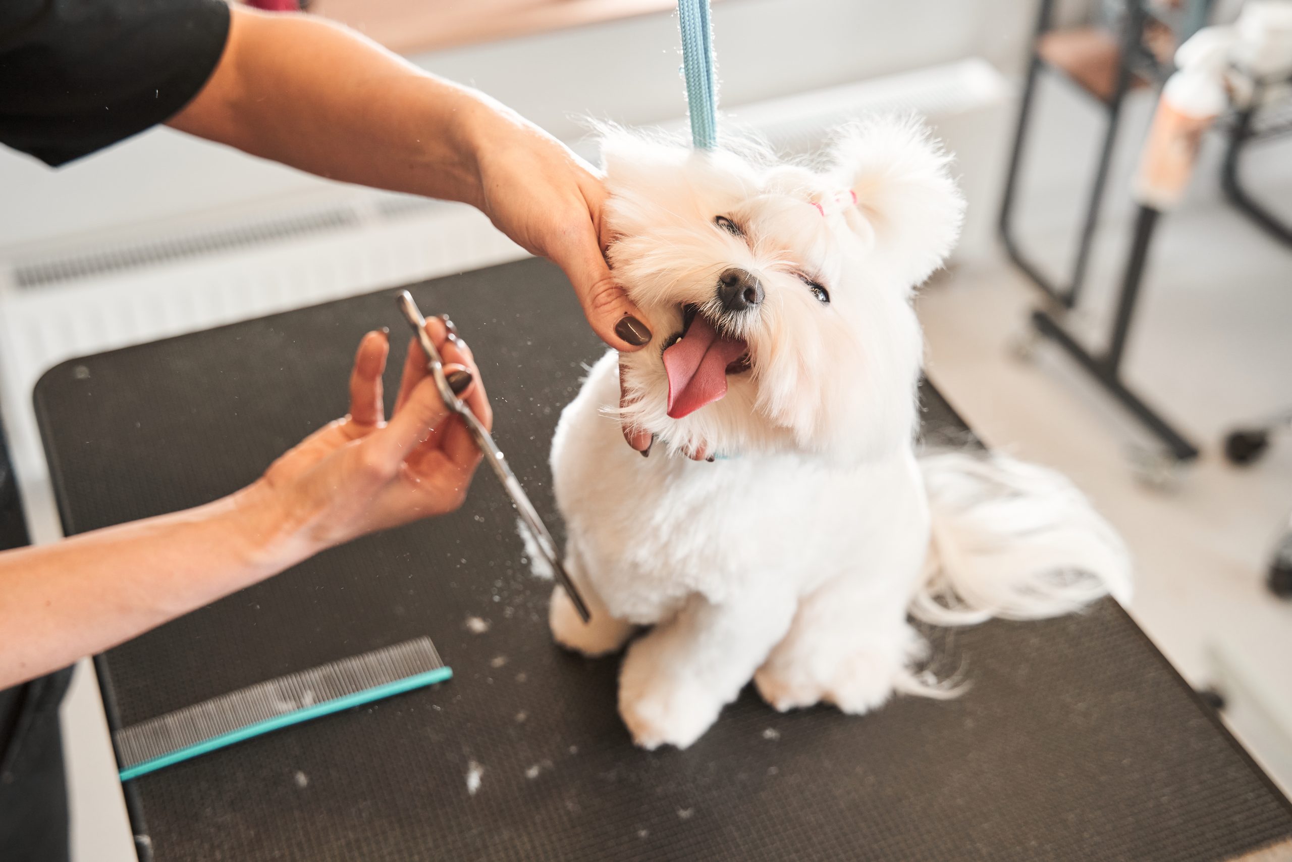 Dog,Grooming,Service.,Hairdresser,Holding,Scissors,Near,The,Dog,And