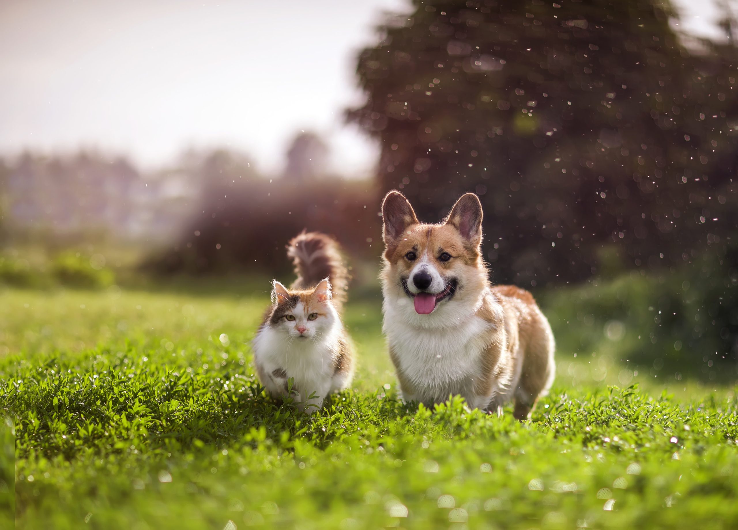 I-pericoli-del-caldo-per-gli-animali-domestici-come-proteggerli