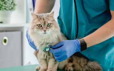 Interventi chirurgici per animali domestici: come prepararli