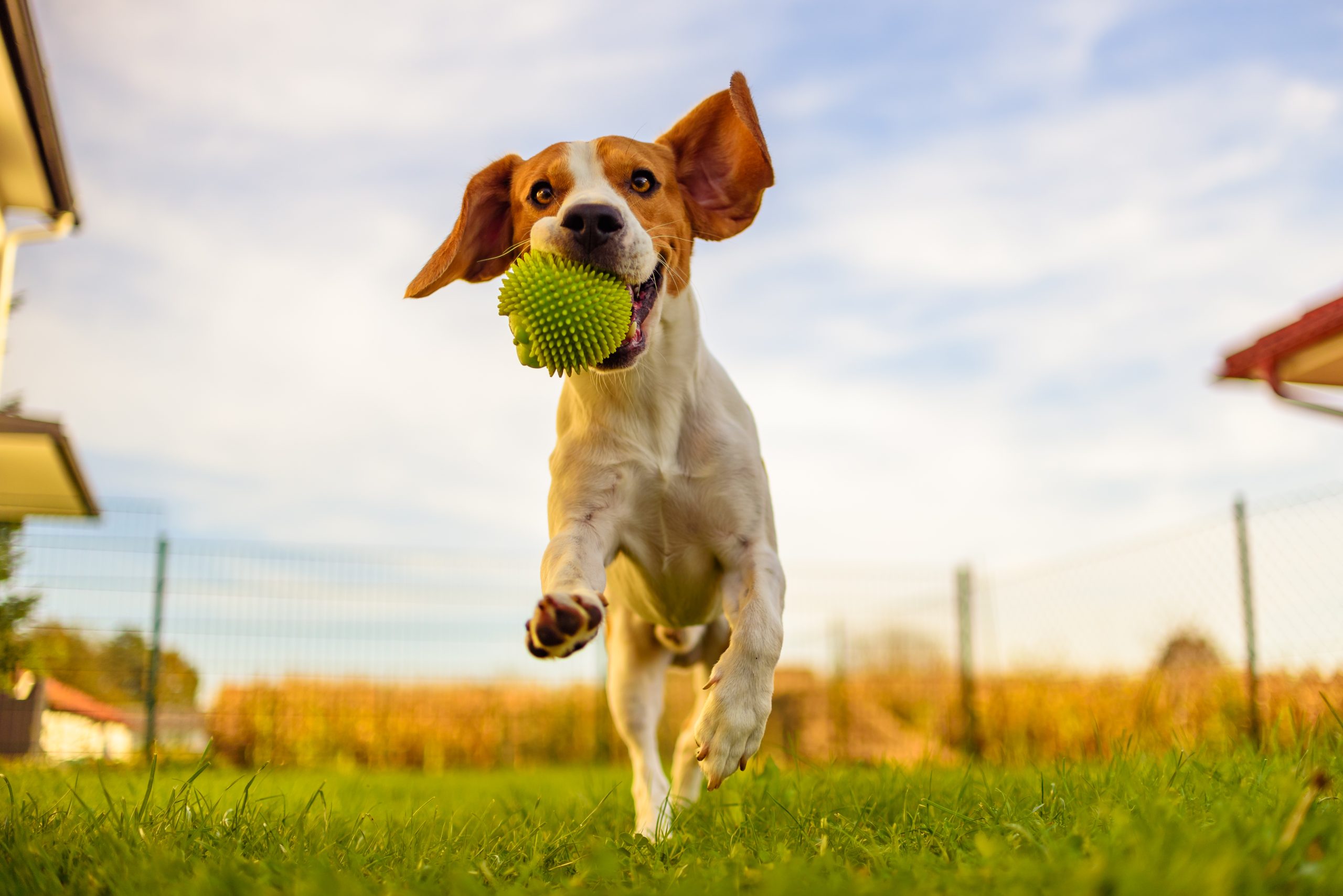 Beagle,Dog,Fun,In,Garden,Outdoors,Run,And,Jump,With