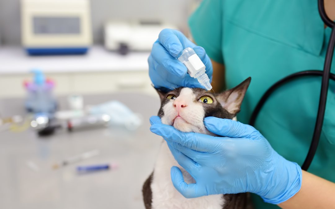Patologie oculari nei cani e nei gatti: come riconoscerle e curarle