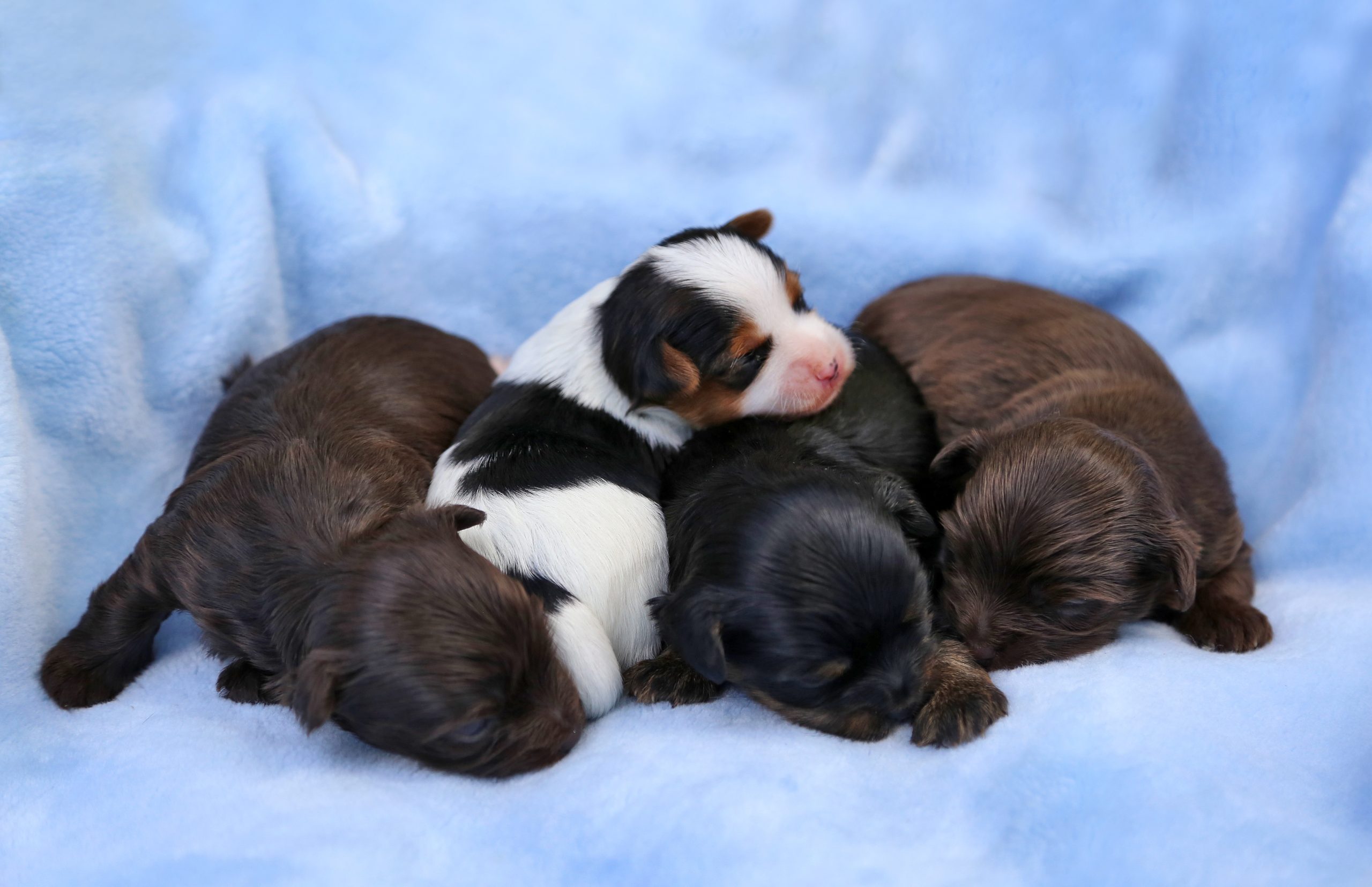Biewer,Terrier,Puppies,Sleep,On,A,Blue,Blanket.
