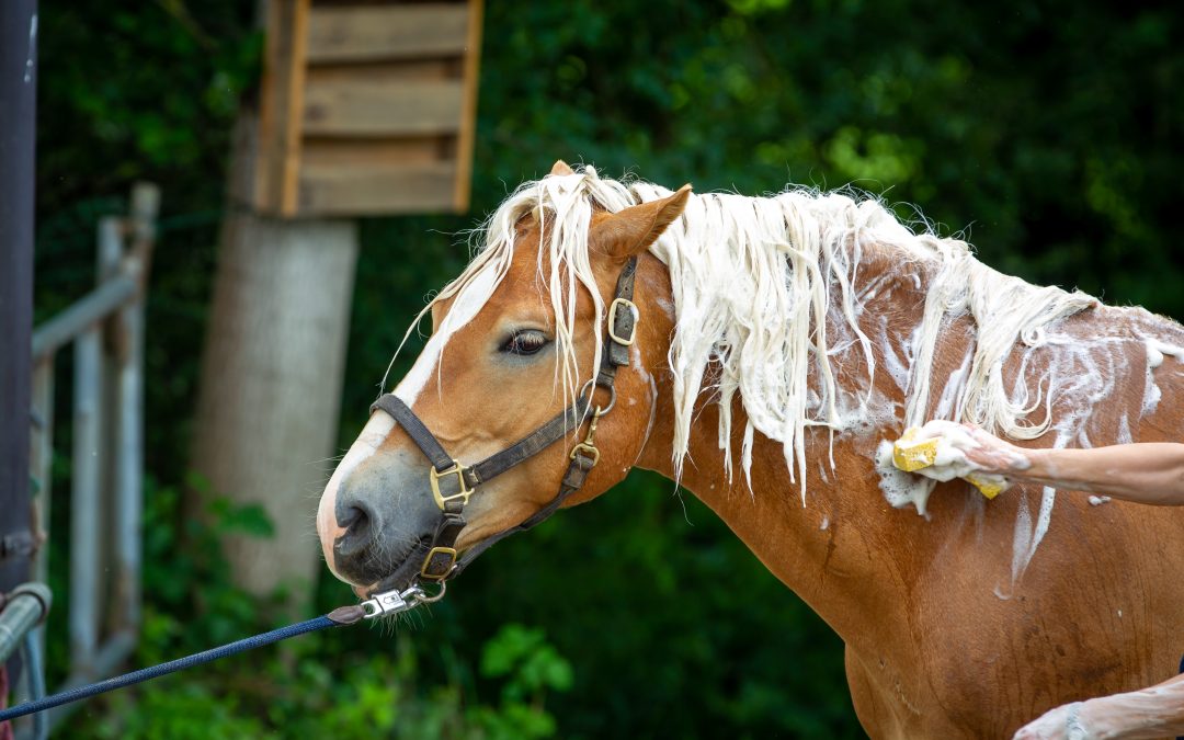 Pulizia del cavallo: i detergenti migliori per trattare il manto