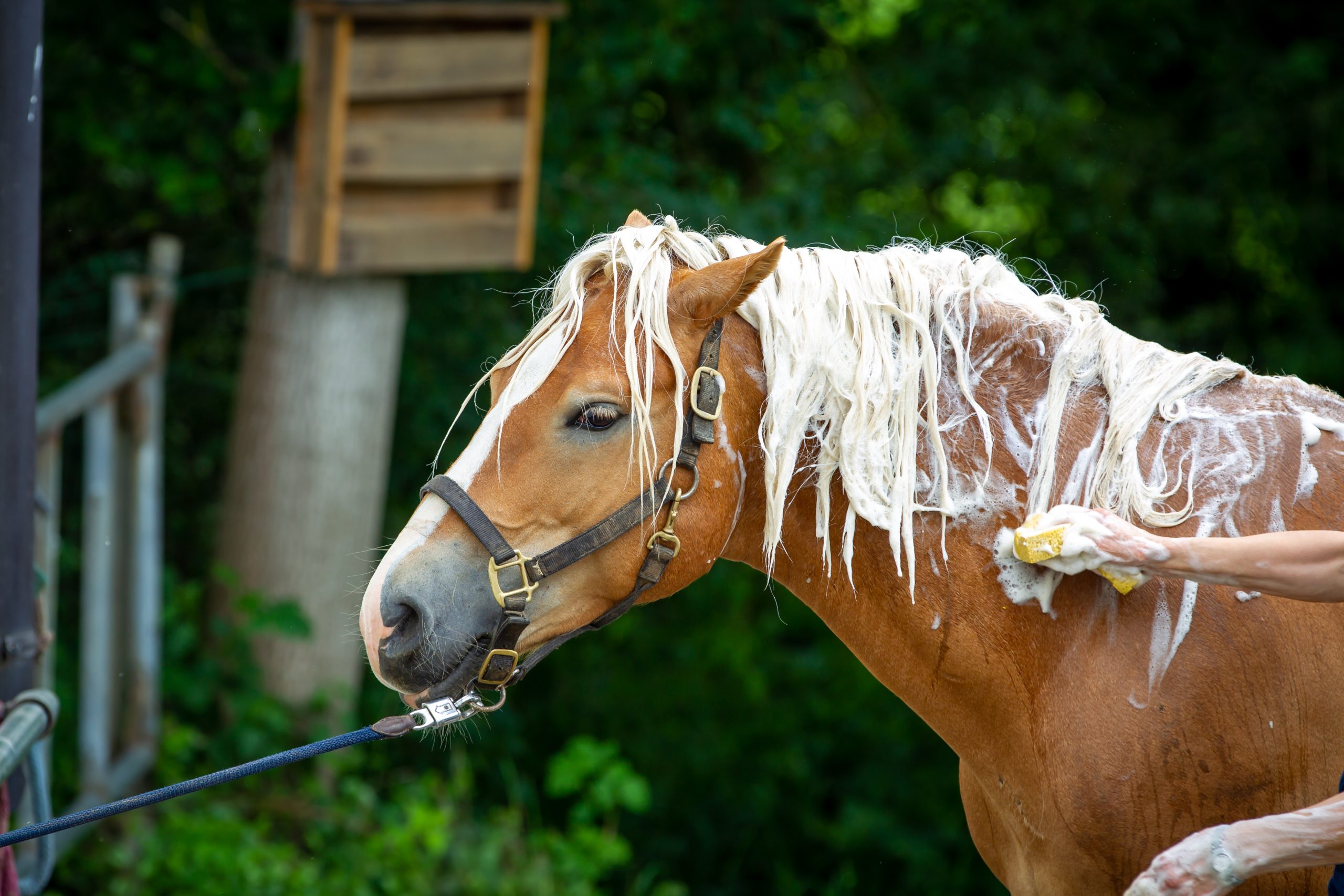 Horse,Haflinger,Gets,His,Mane,Washed,,Head,Neck,View,From